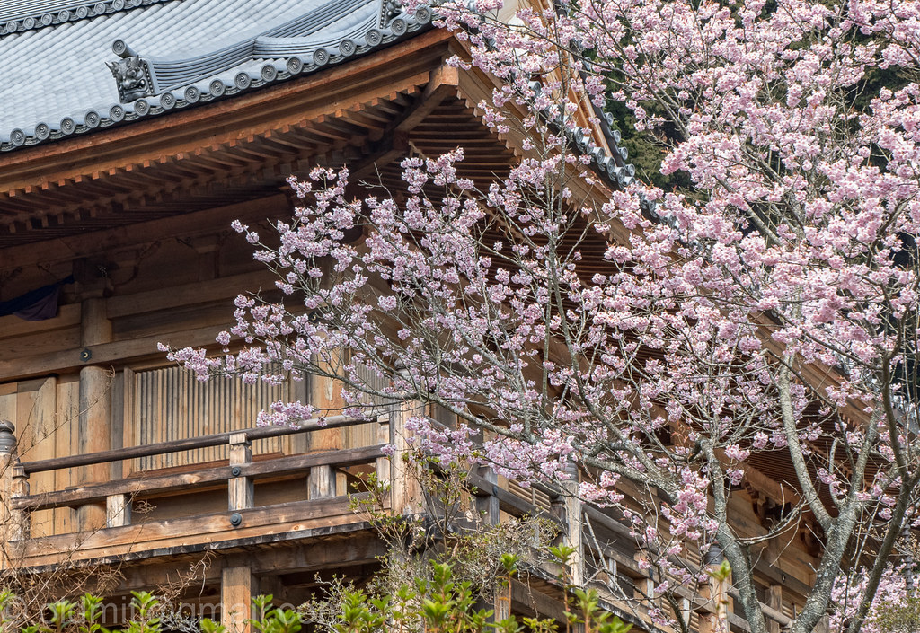 Немного слов и фото. Япония, 30 марта - 17 апреля. Киото и окрестности, Нагоя, Хида Фурукава, Матсумото.